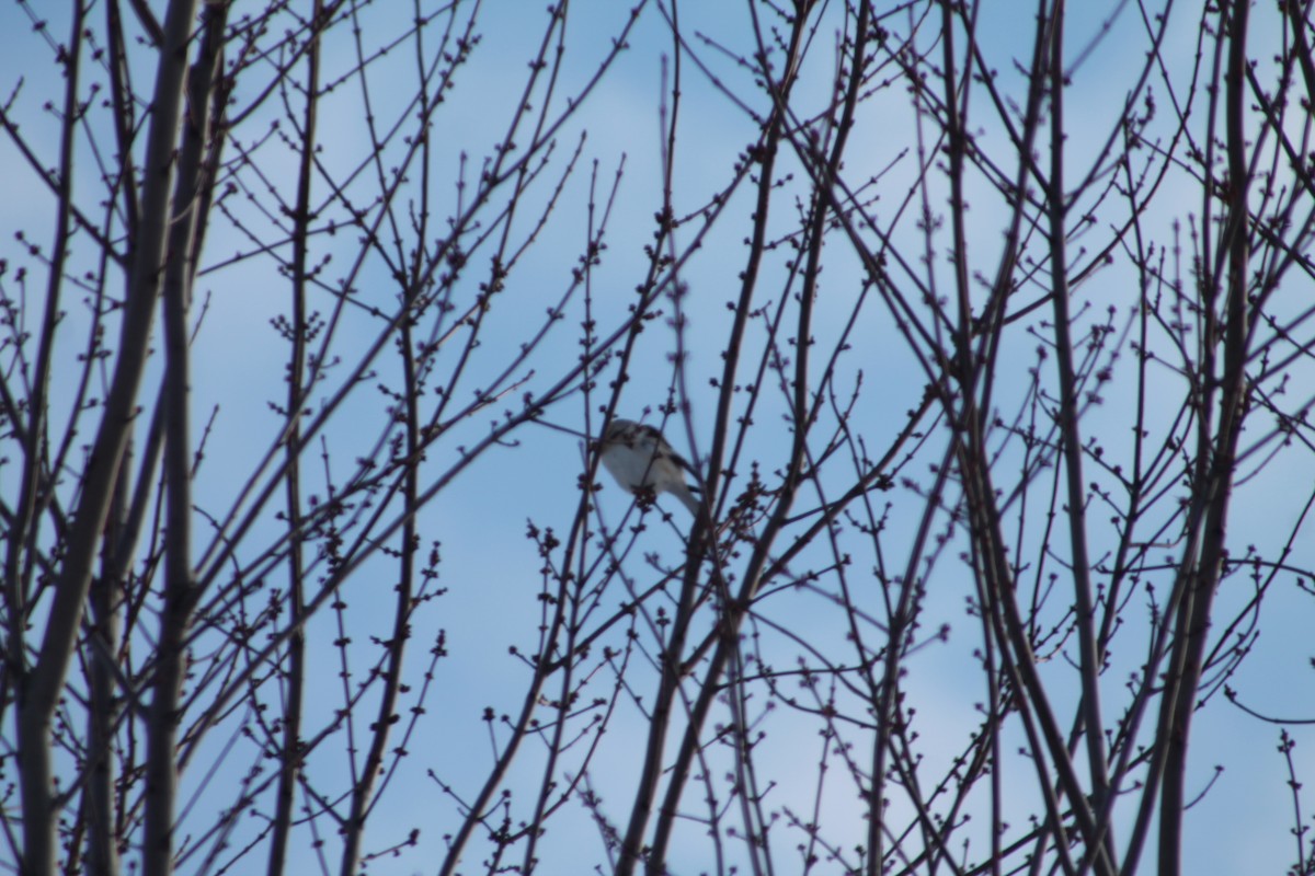 Snow Bunting - ML646194695