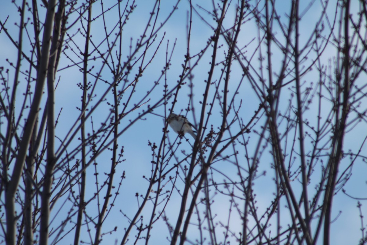 Snow Bunting - ML646194696