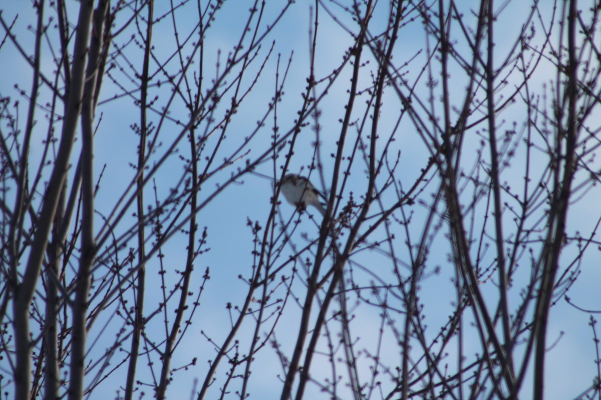 Snow Bunting - ML646194697