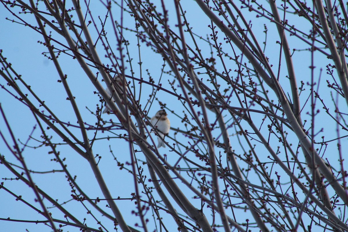 Snow Bunting - ML646194699