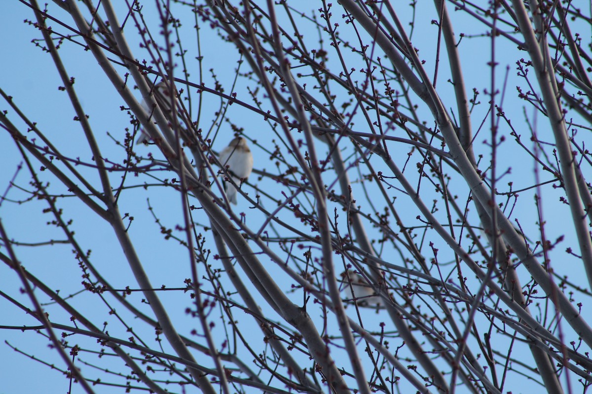 Snow Bunting - ML646194700