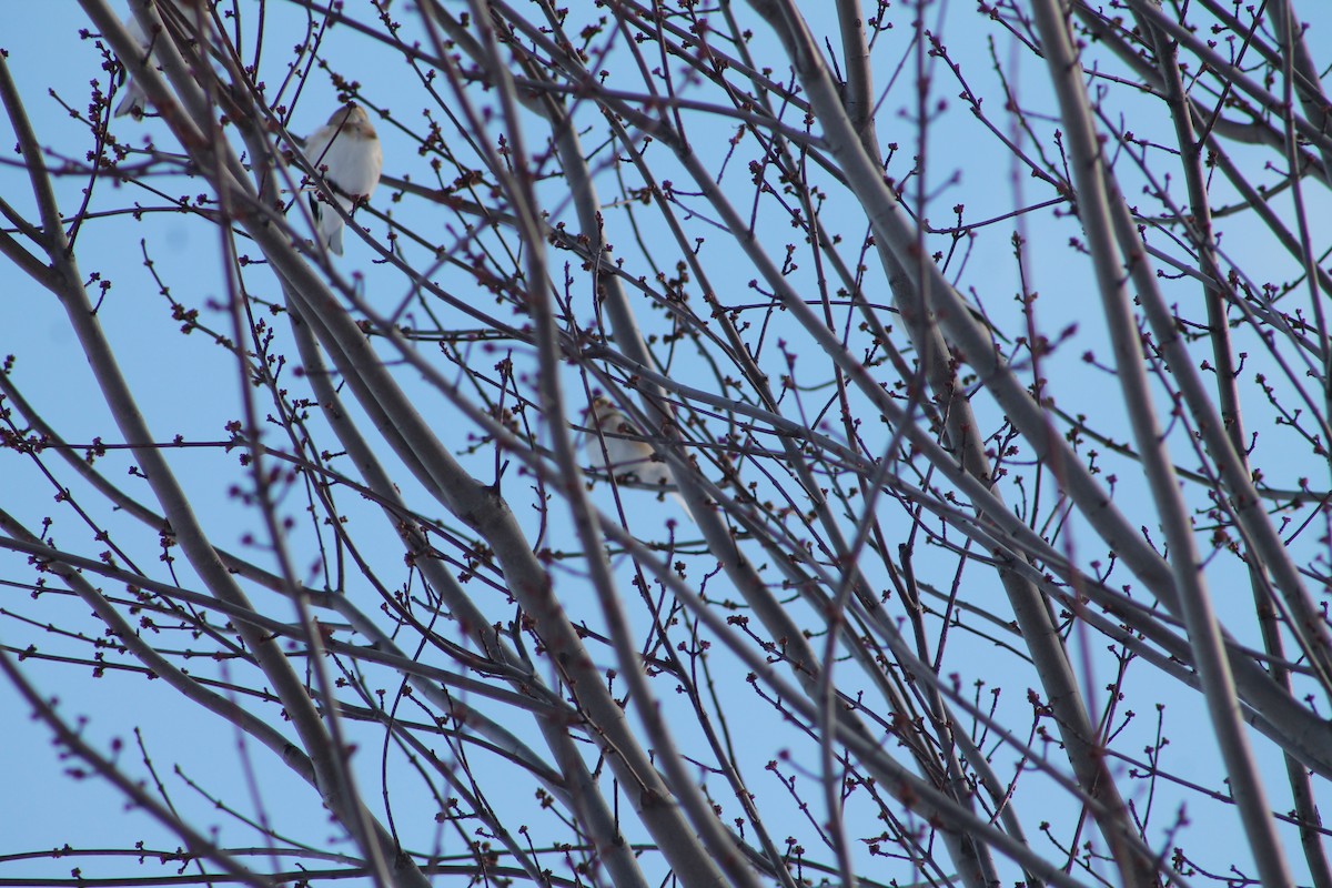 Snow Bunting - ML646194701