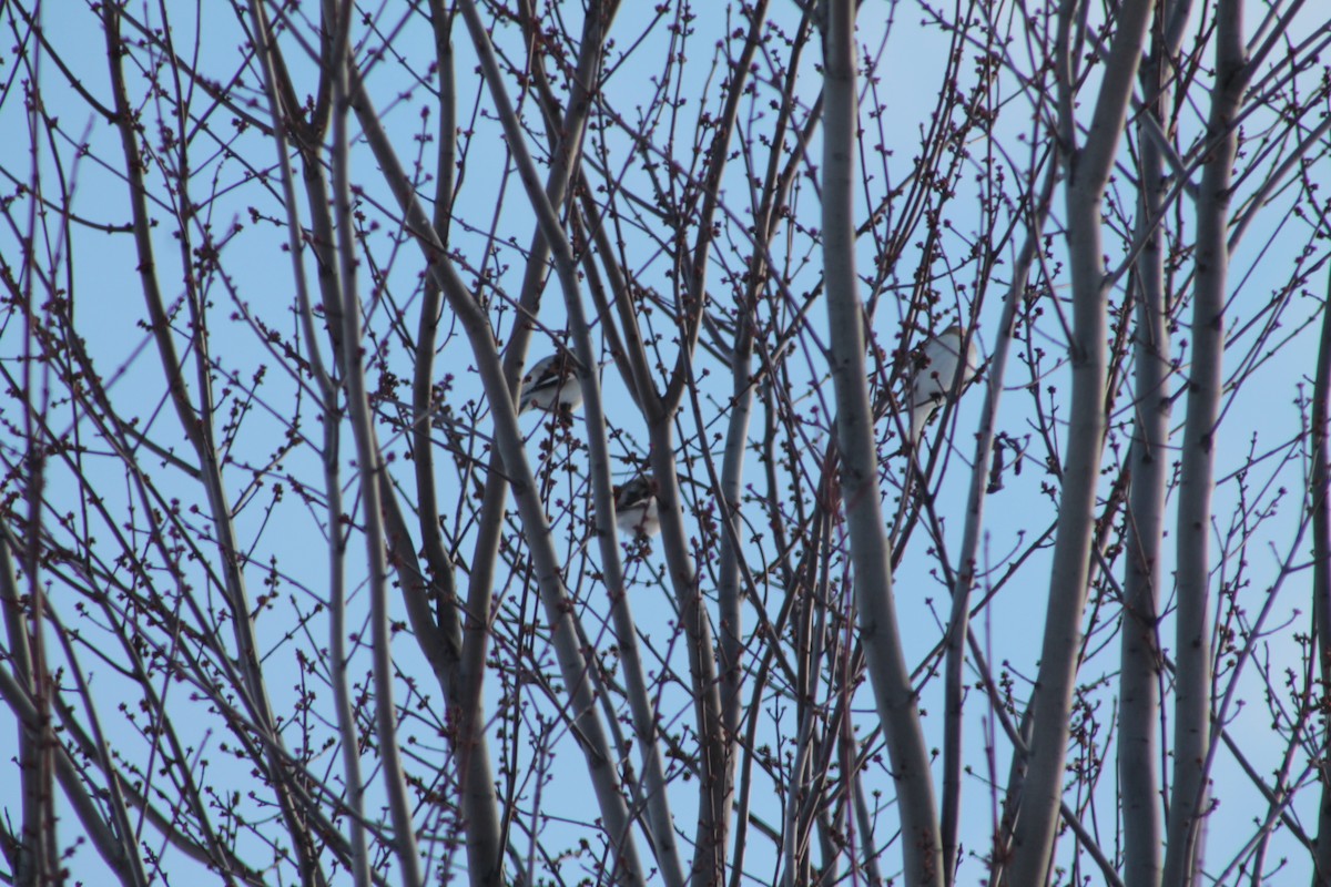 Snow Bunting - ML646194702