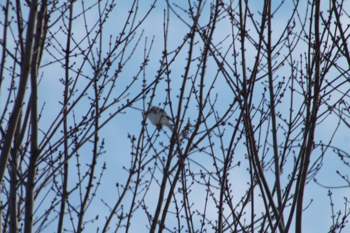 Snow Bunting - ML646194703