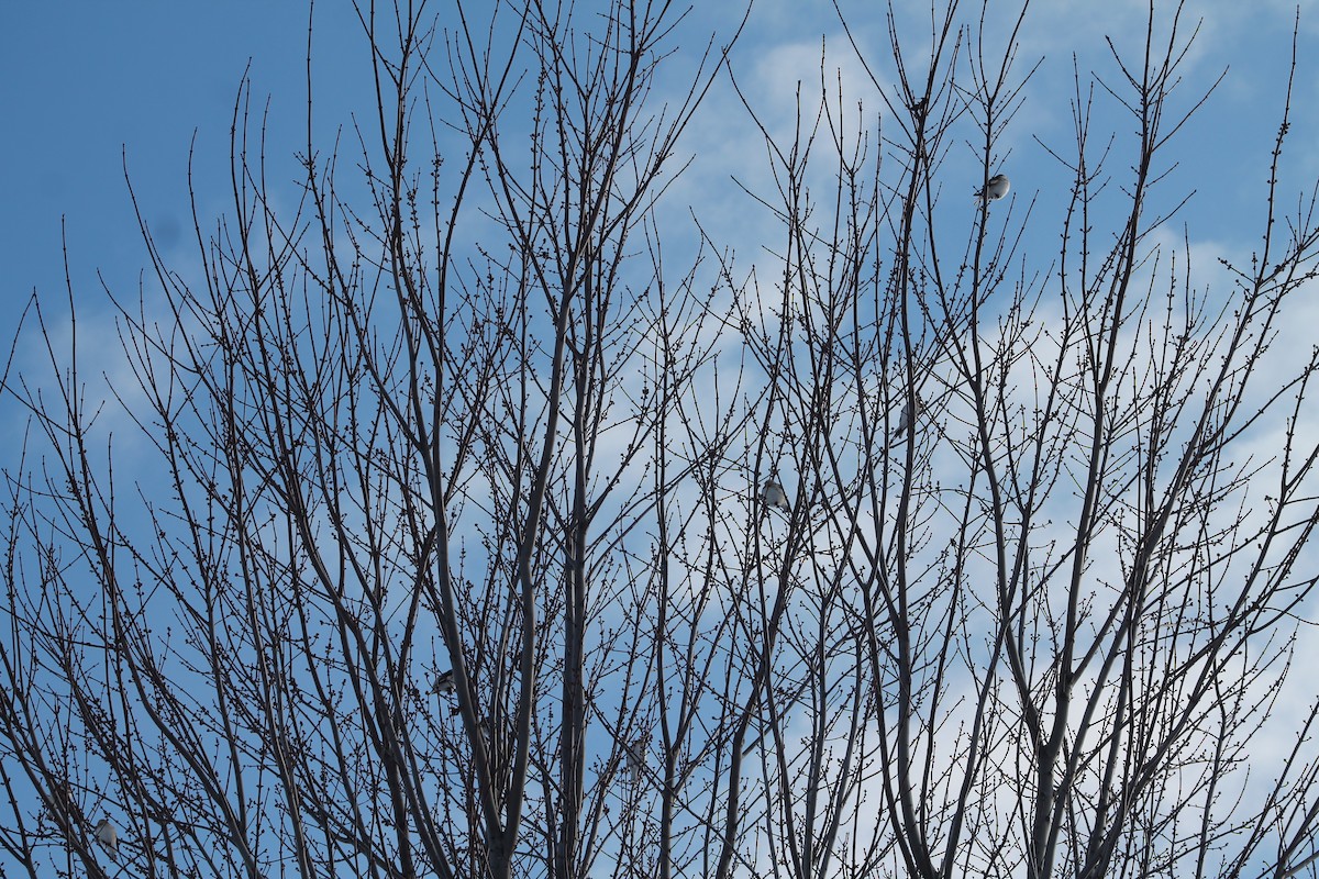 Snow Bunting - ML646194704
