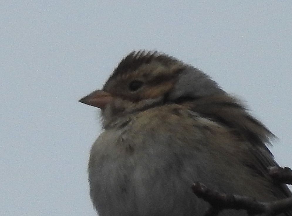 Kil Rengi Serçe - ML646194705