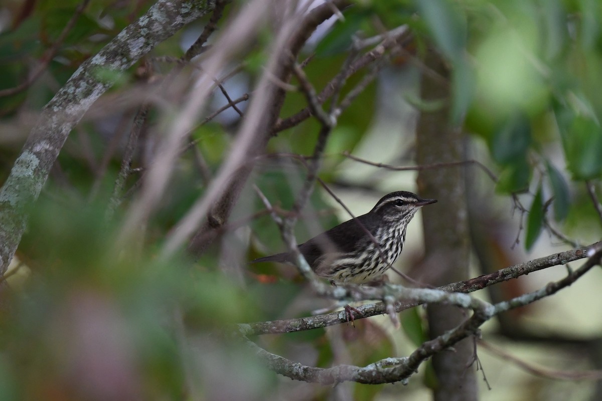Northern Waterthrush - ML646194736