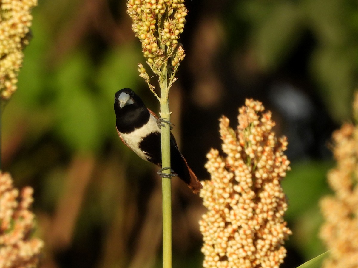 Tricolored Munia - ML646194737