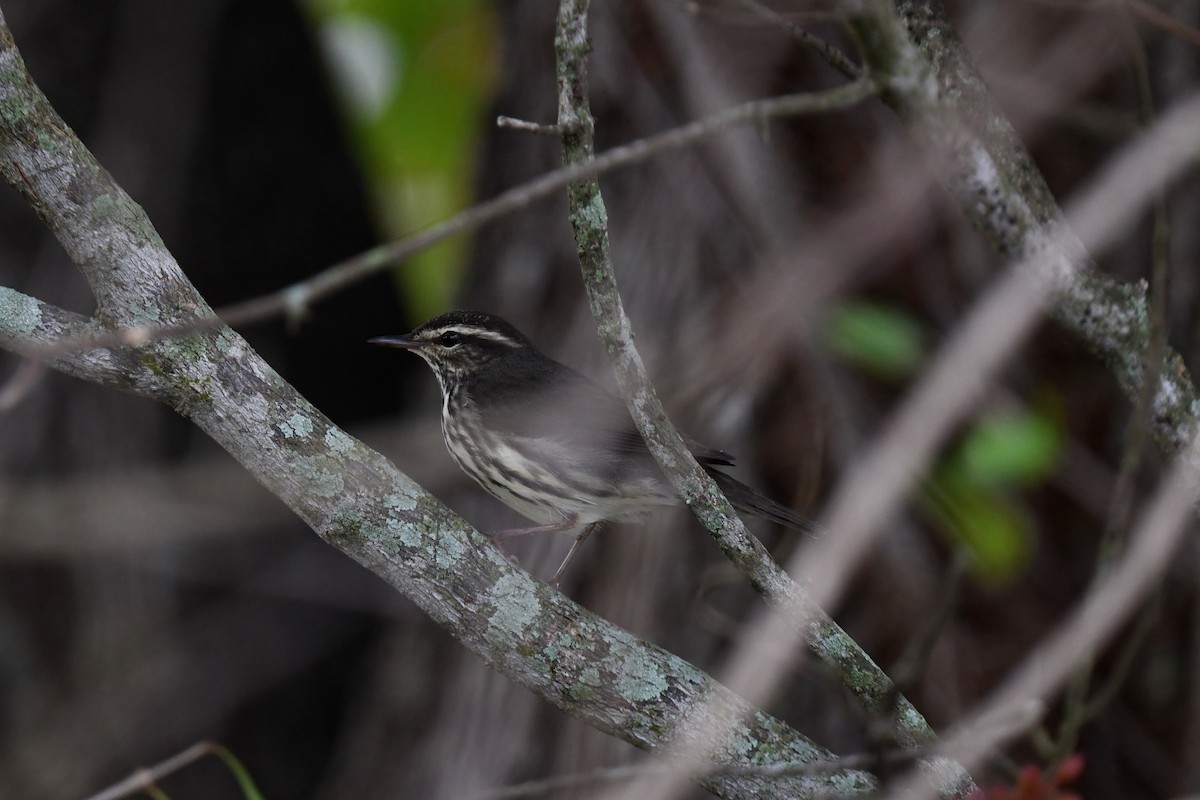 Northern Waterthrush - ML646194739
