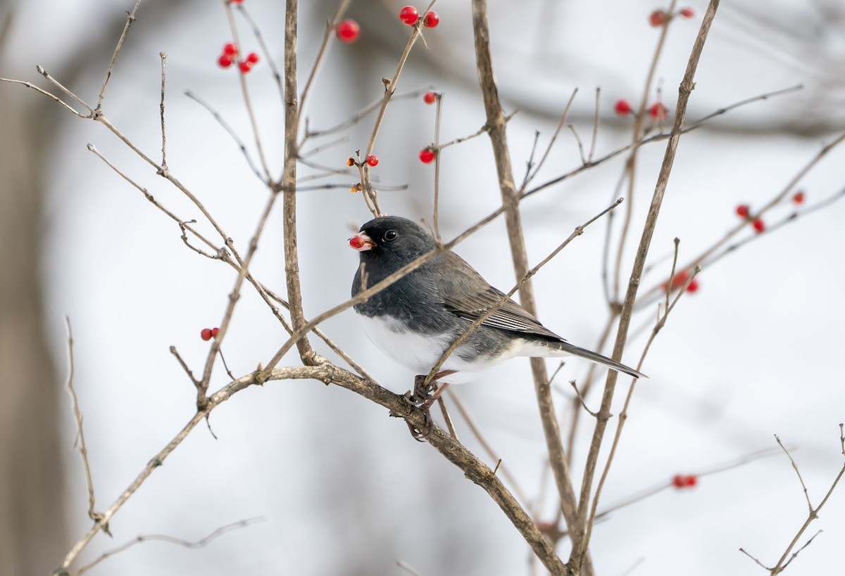 Dark-eyed Junco - ML646194742
