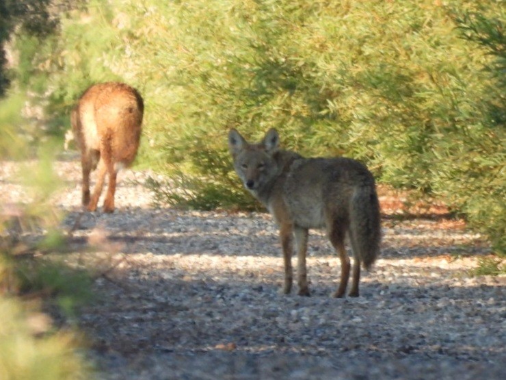 Animals - ML646194744