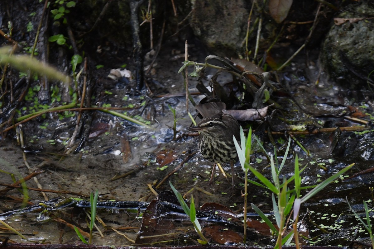 Northern Waterthrush - ML646194745