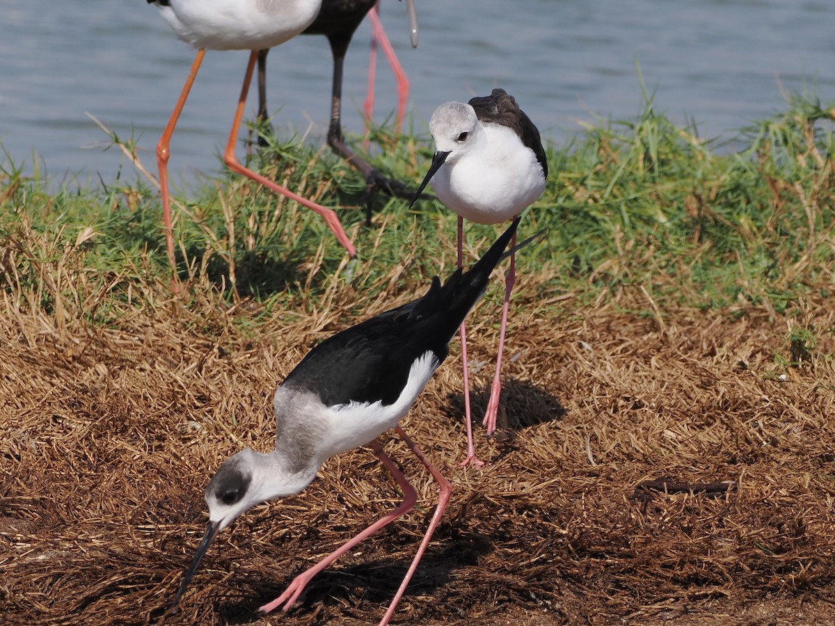 セイタカシギ - ML646194746