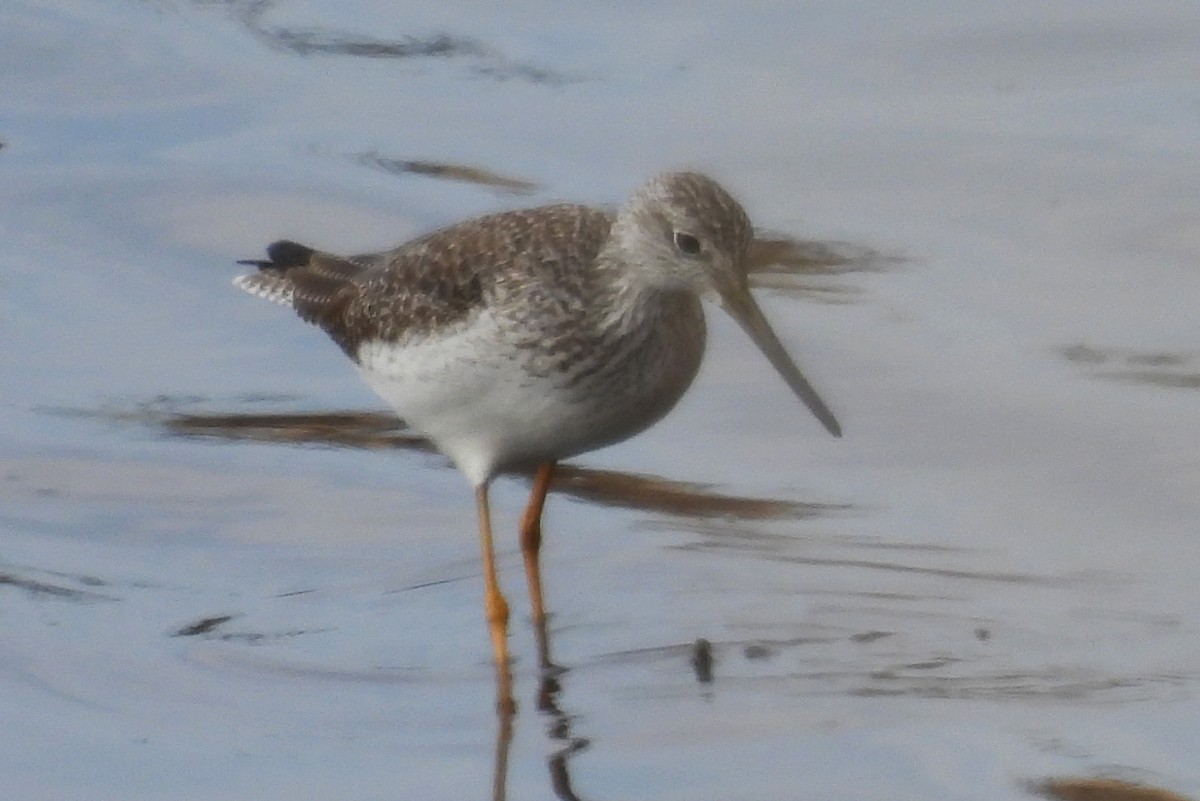 オオキアシシギ - ML646194748