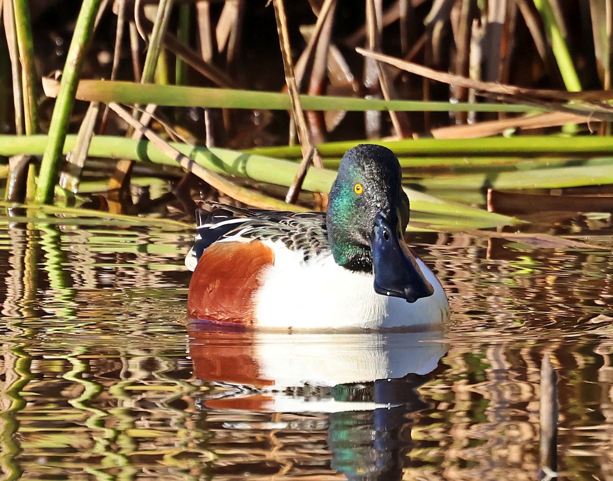 ハシビロガモ - ML646194749