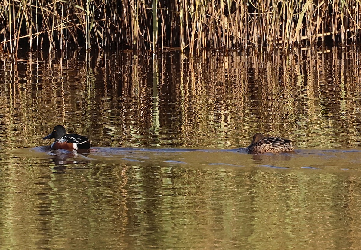 ハシビロガモ - ML646194750