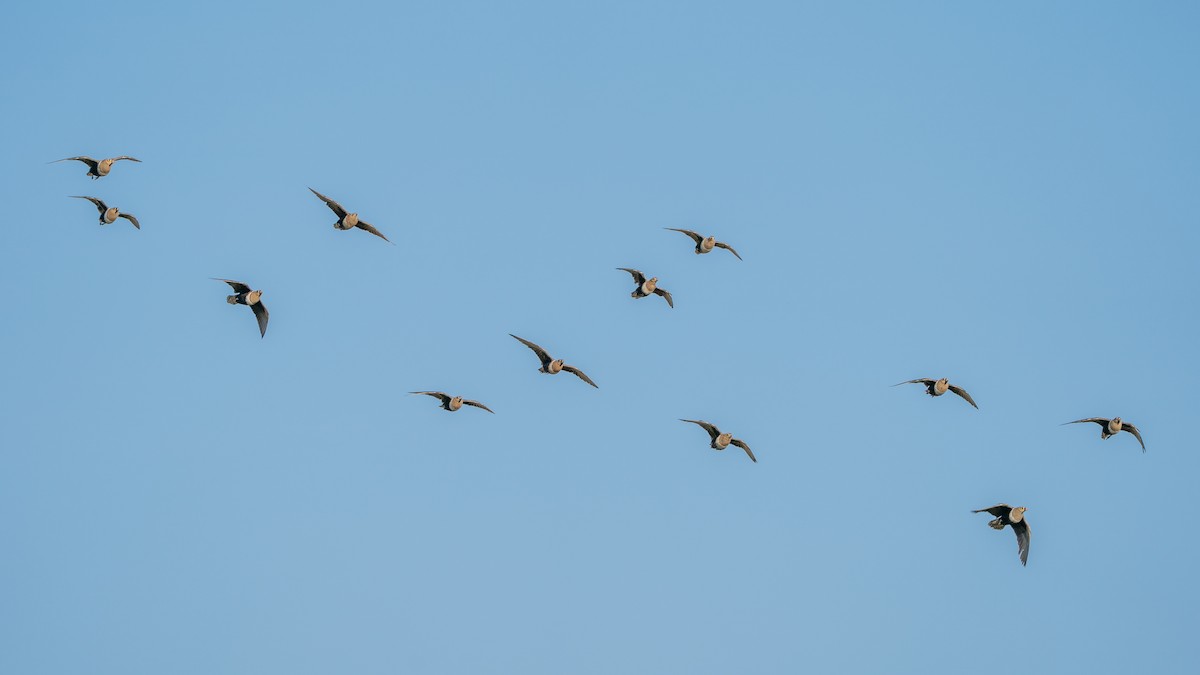 クロガオサケイ - ML646194754