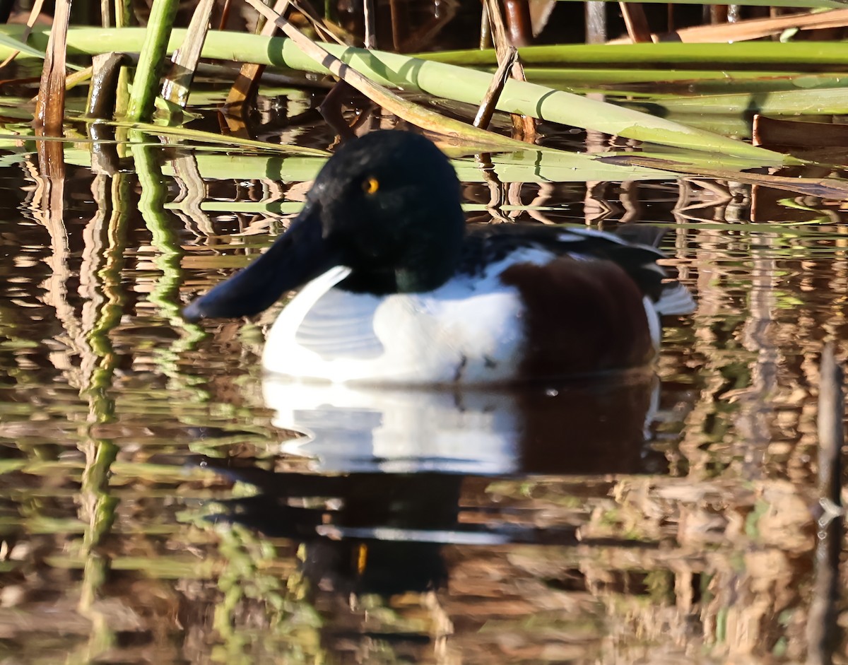 ハシビロガモ - ML646194756