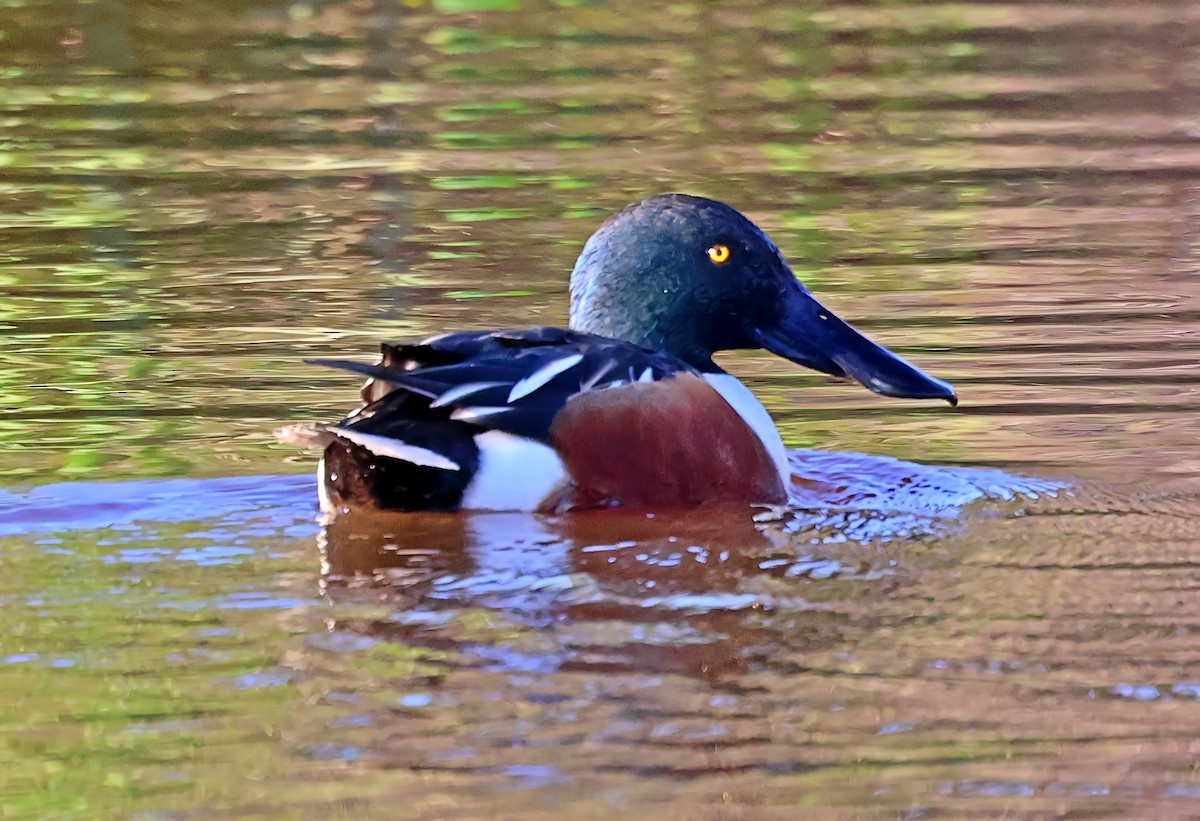 ハシビロガモ - ML646194758