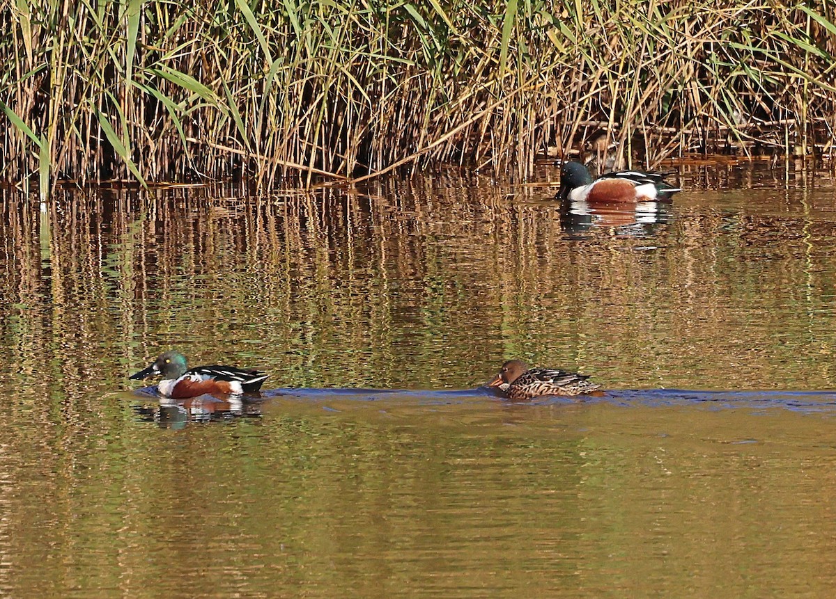 ハシビロガモ - ML646194759