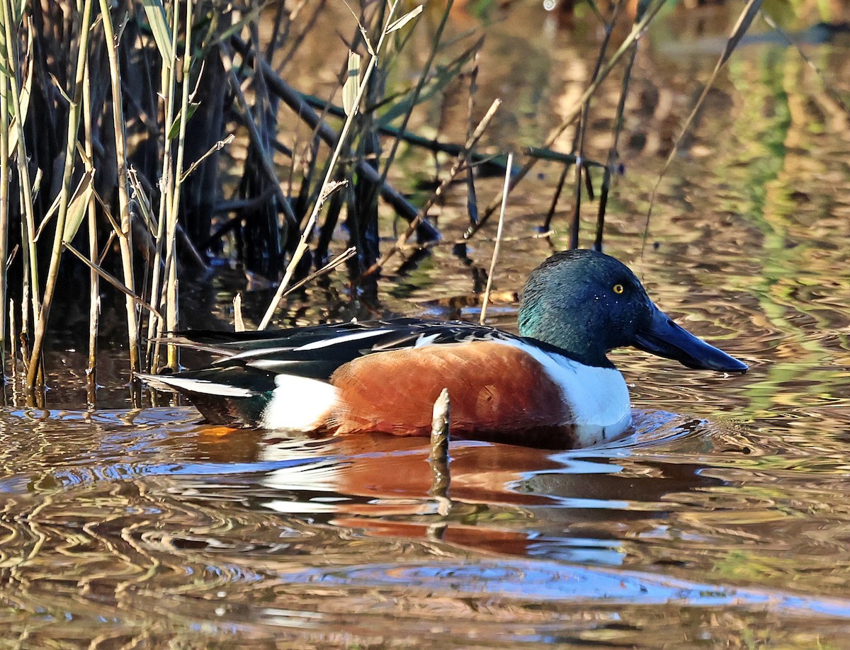 ハシビロガモ - ML646194760