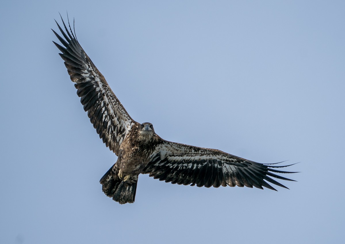 ハクトウワシ - ML646194761