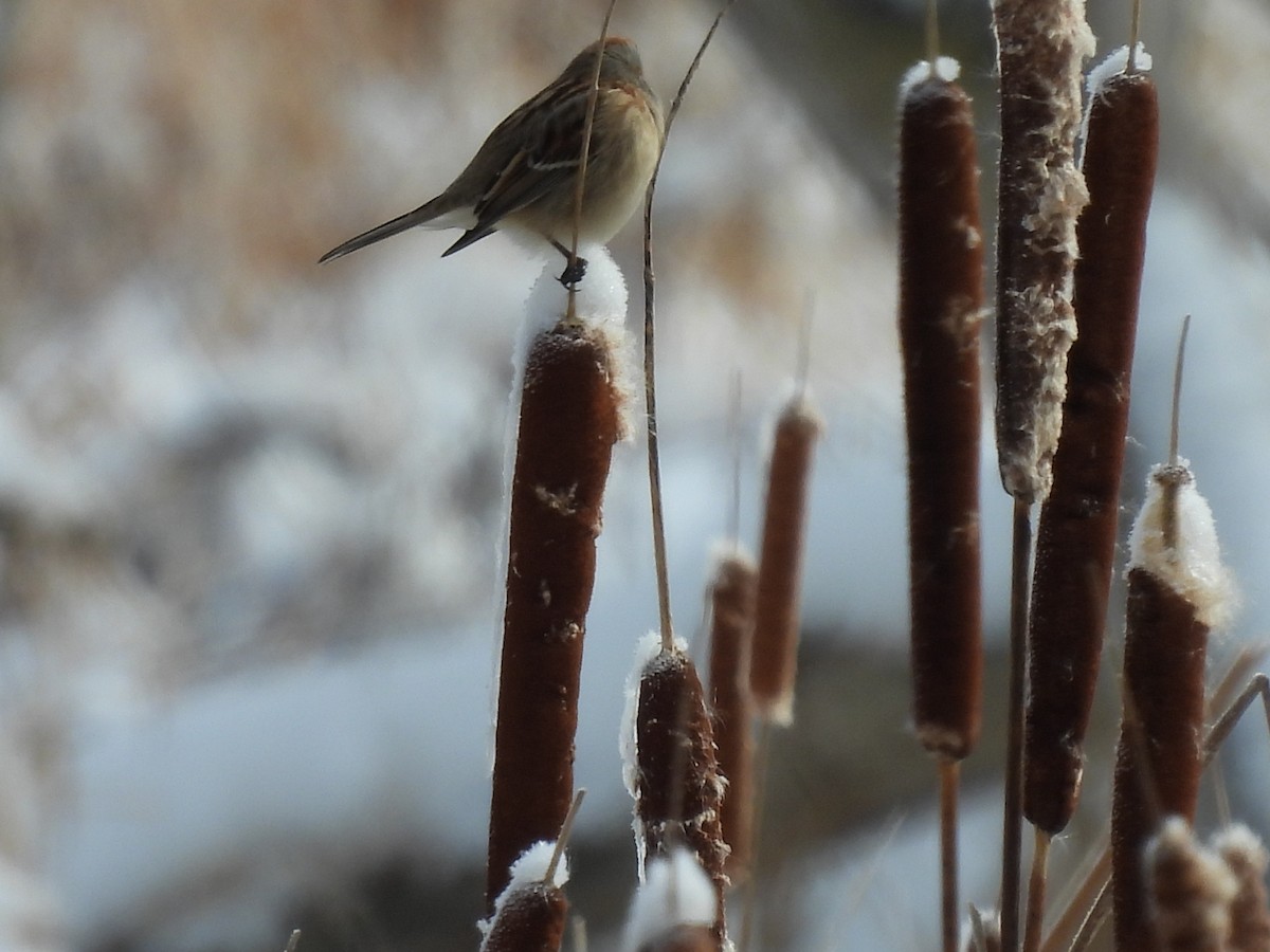 ムナフヒメドリ - ML646194762