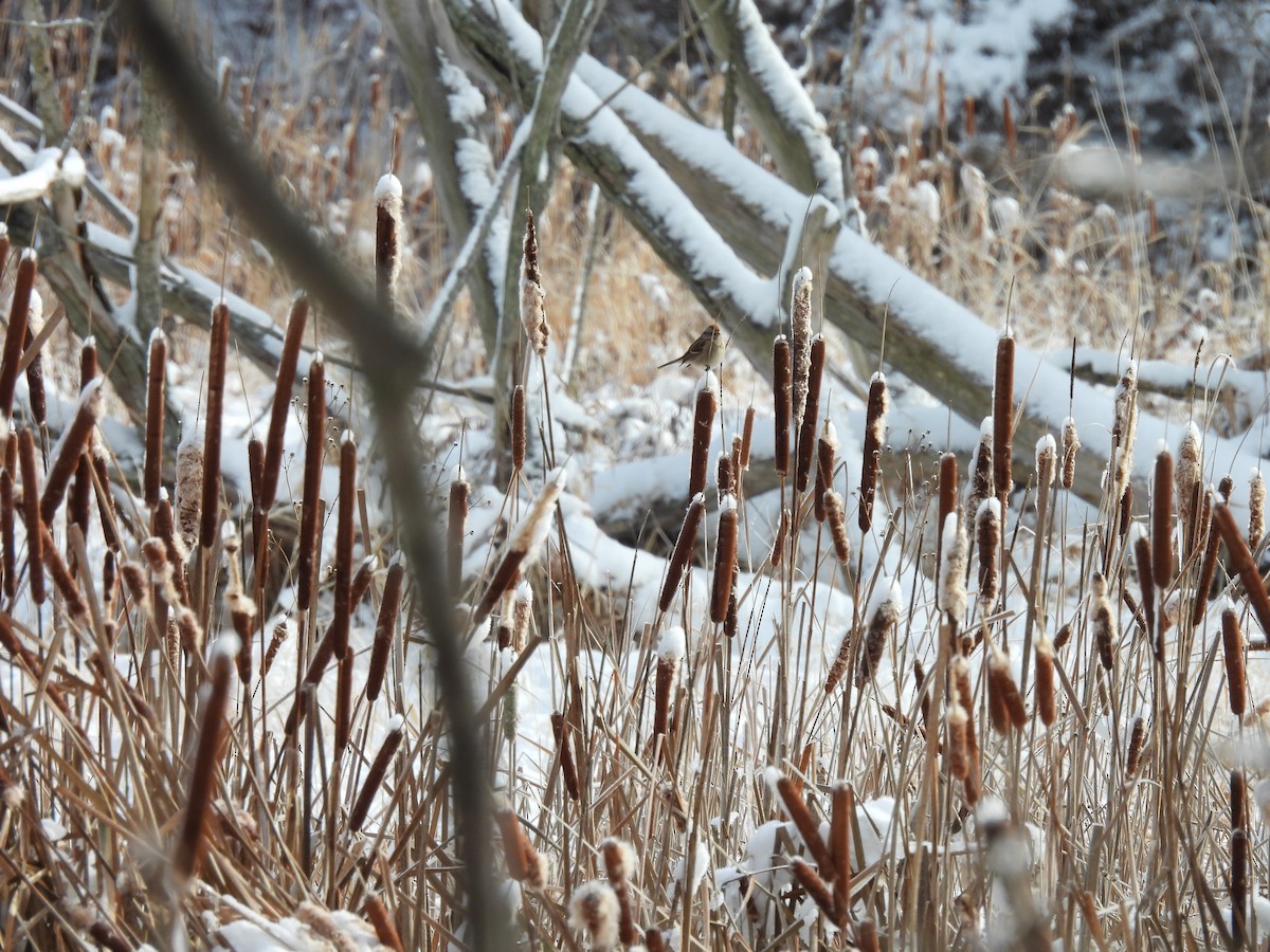 ムナフヒメドリ - ML646194763