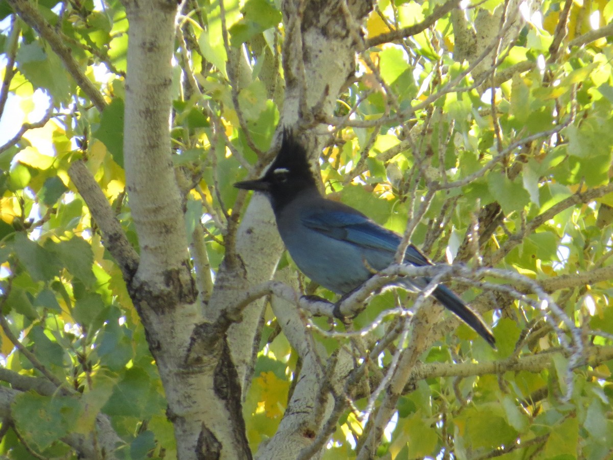 ステラーカケス - ML646194765