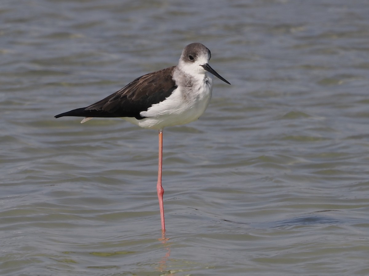 セイタカシギ - ML646194768