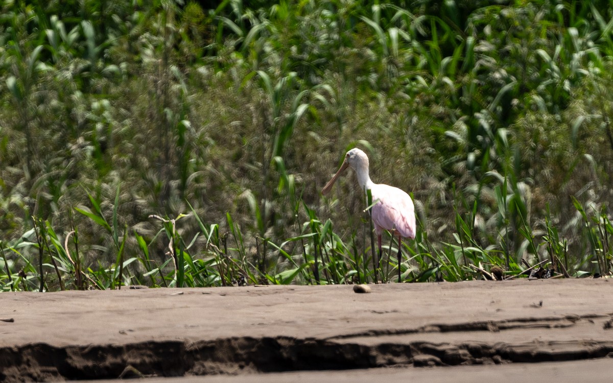 ベニヘラサギ - ML646194769