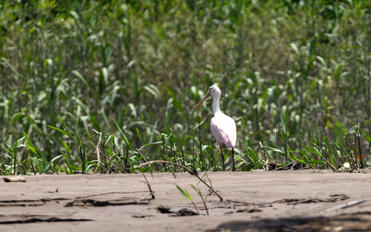 ベニヘラサギ - ML646194770