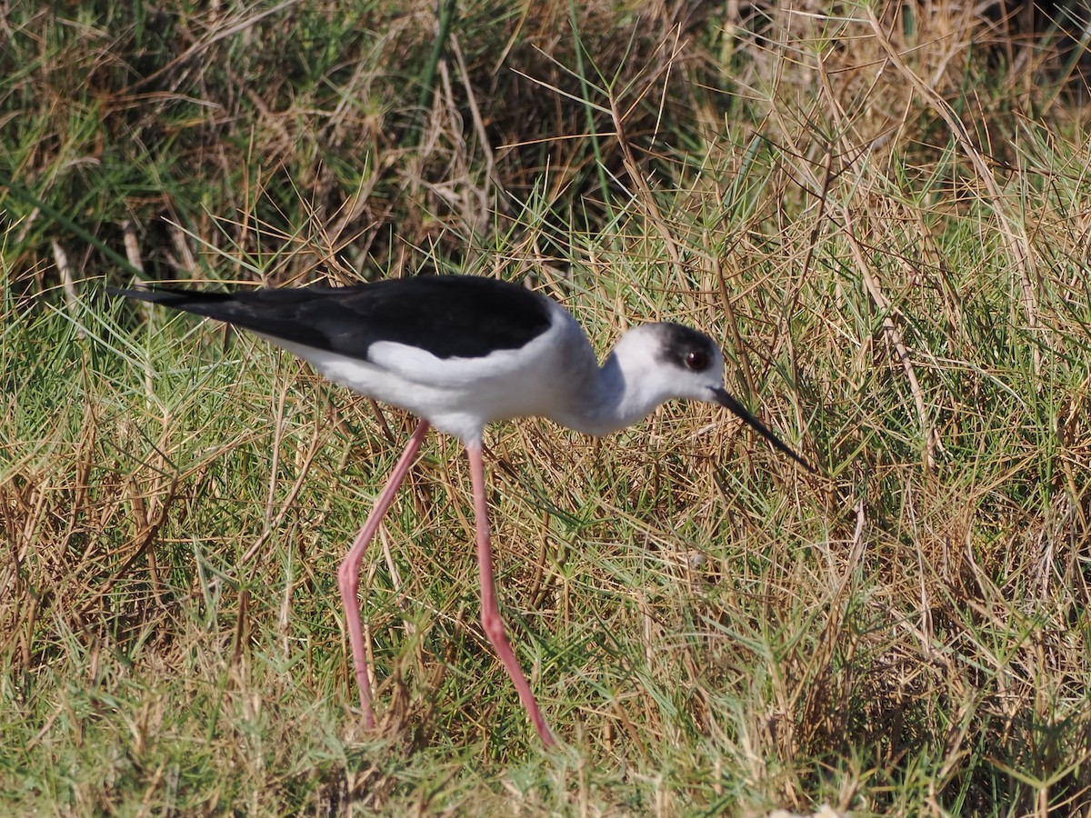 セイタカシギ - ML646194772