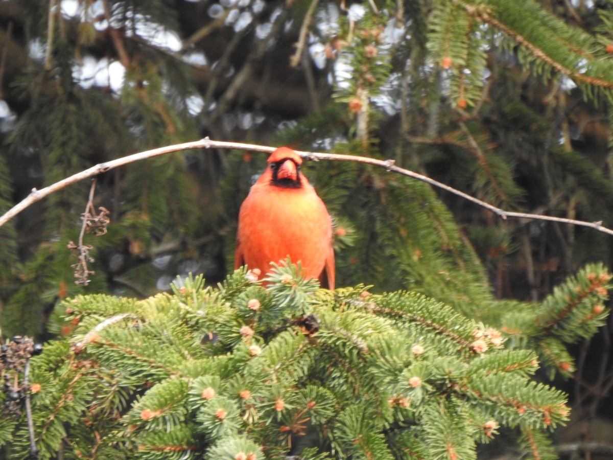 ショウジョウコウカンチョウ - ML646194773