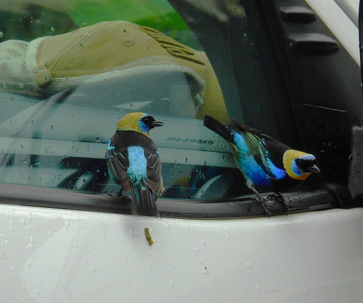 アカハシバト - ML646194775