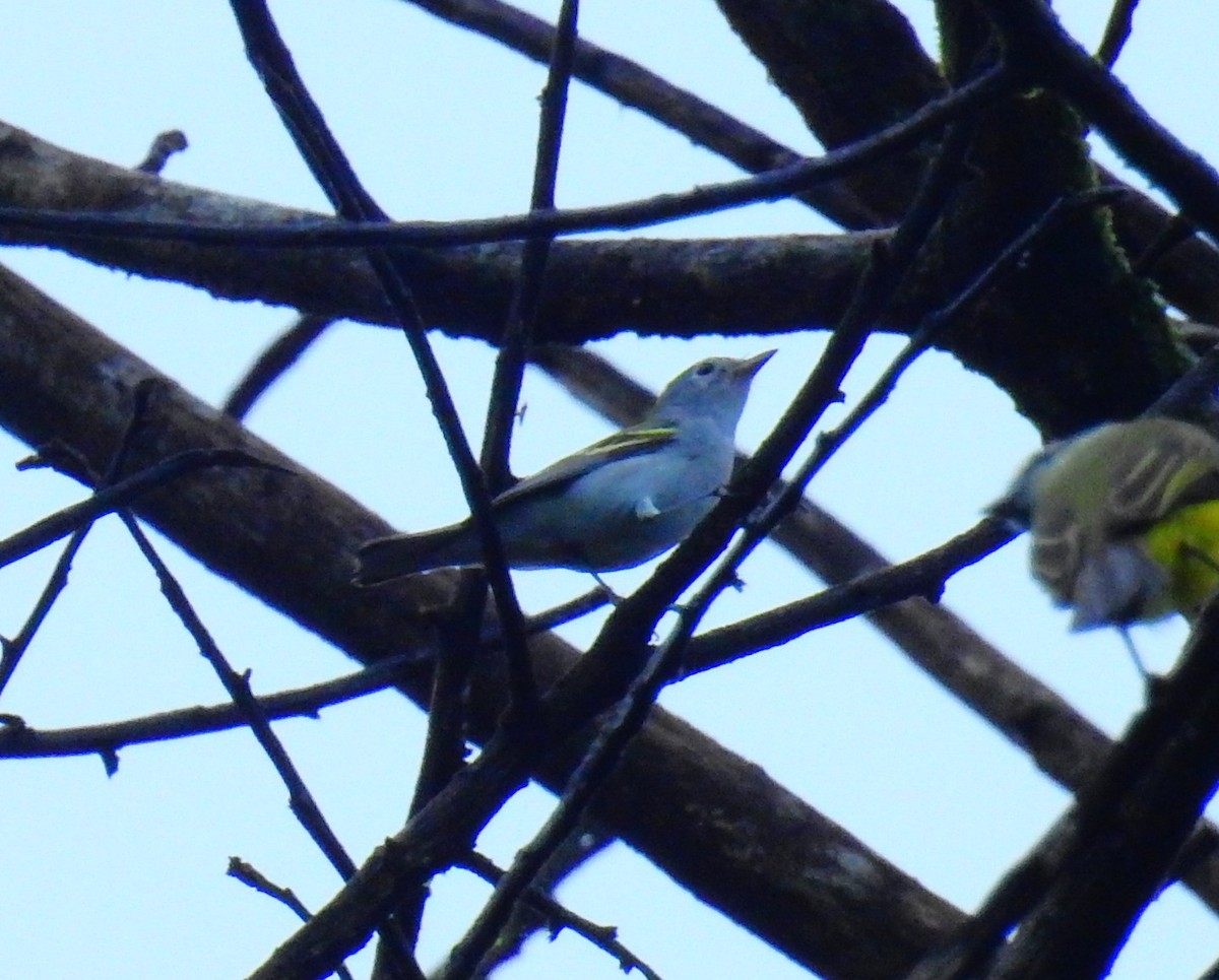 アカハシバト - ML646194776