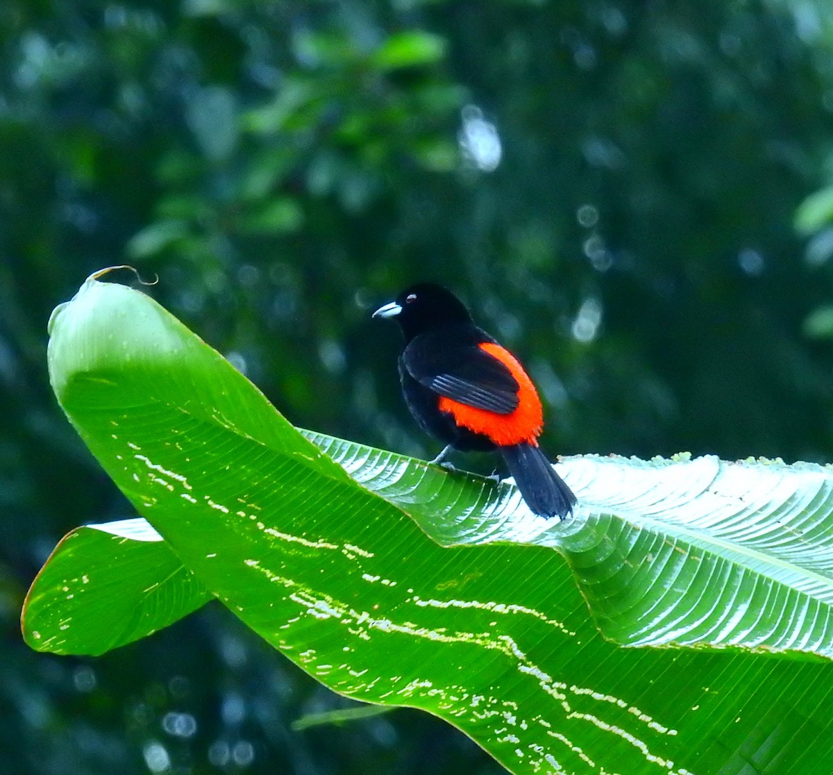 アカハシバト - ML646194777