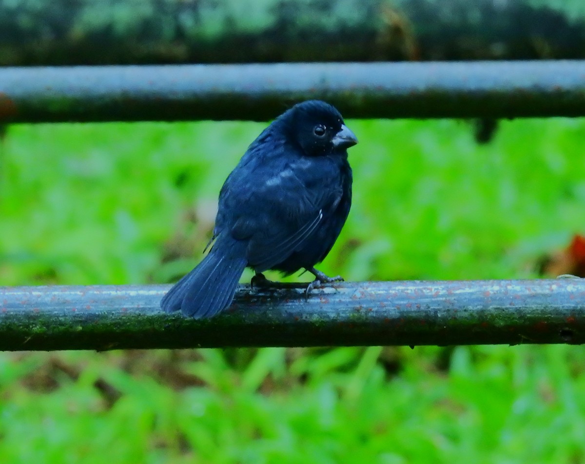 アカハシバト - ML646194778