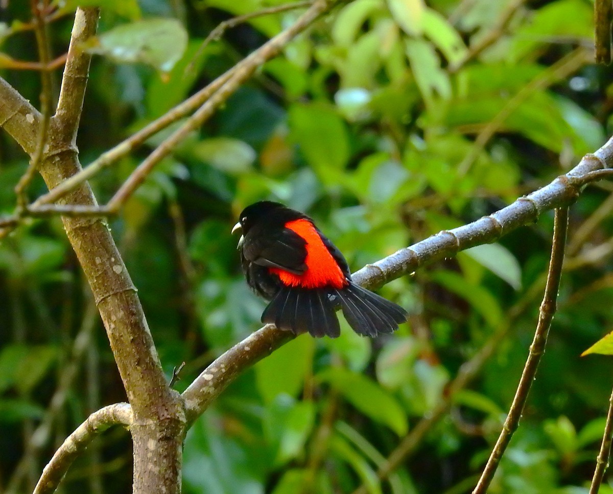 アカハシバト - ML646194779