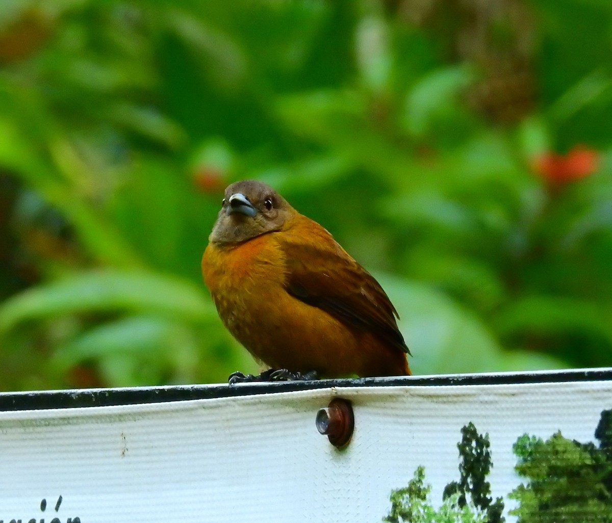 アカハシバト - ML646194780