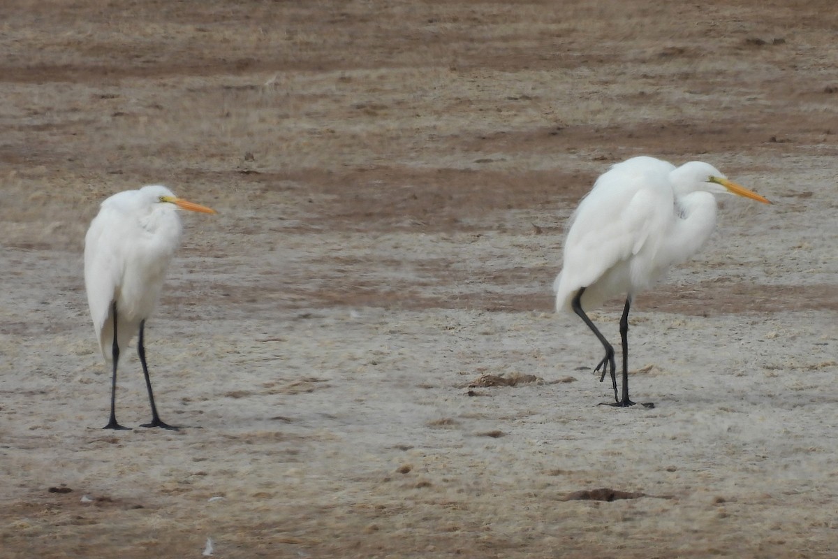 ダイサギ - ML646194782