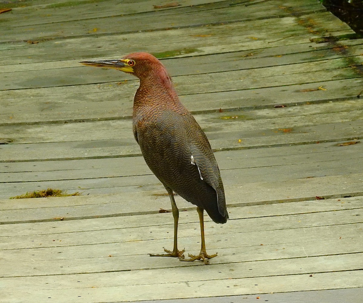 アカハシバト - ML646194784