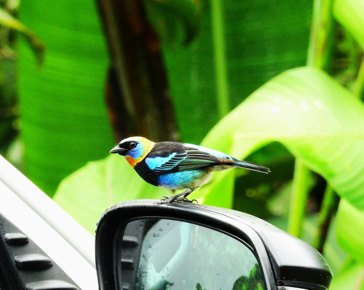 Golden-hooded Tanager - ML646194785