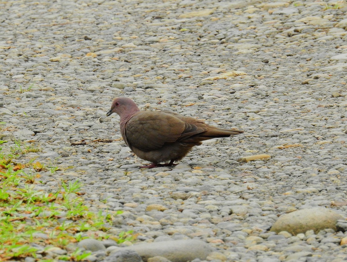 コバシバト - ML646194786