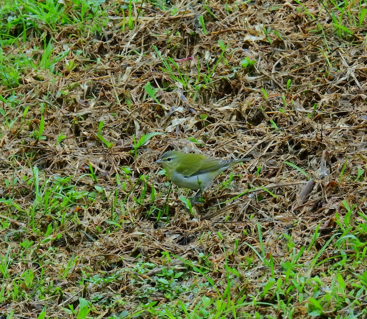 アカハシバト - ML646194787