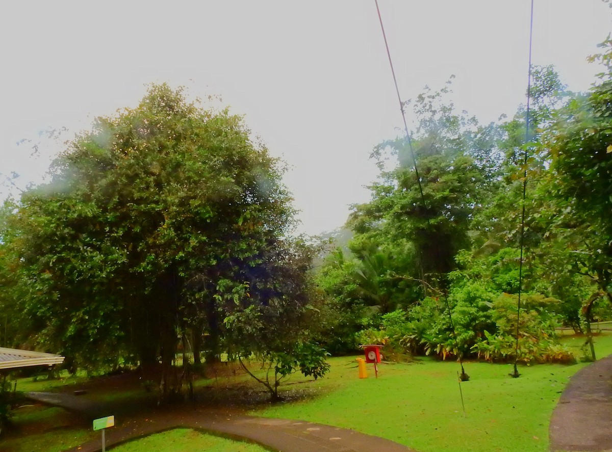 アカハシバト - ML646194790