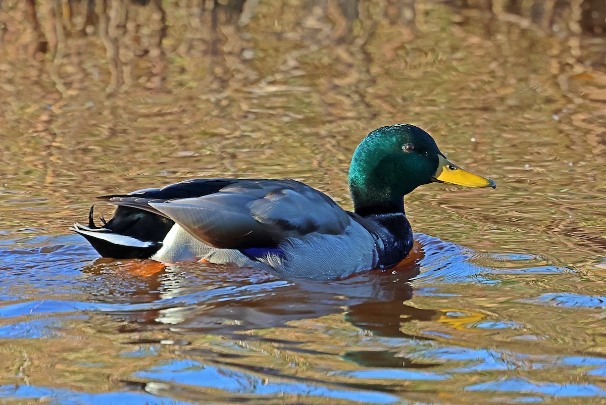 マガモ - ML646194792