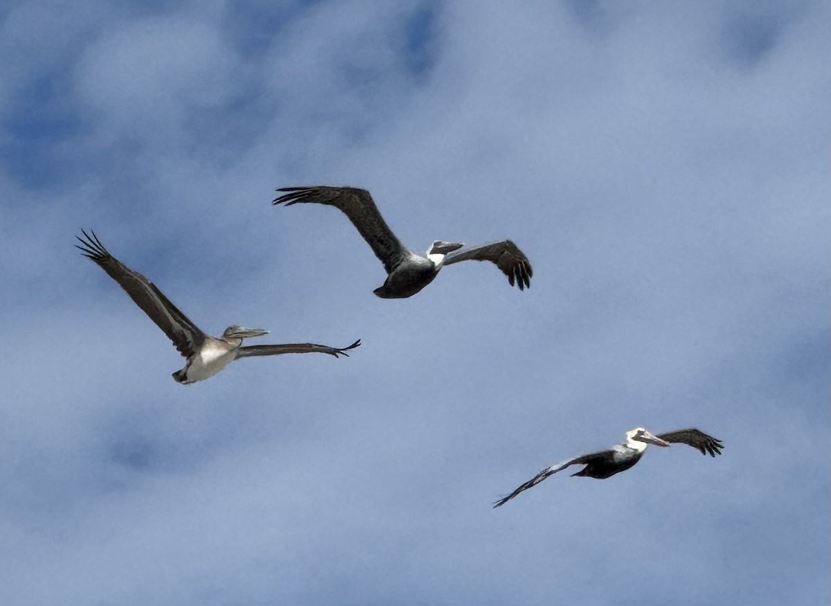 pelikán hnědý - ML646194797