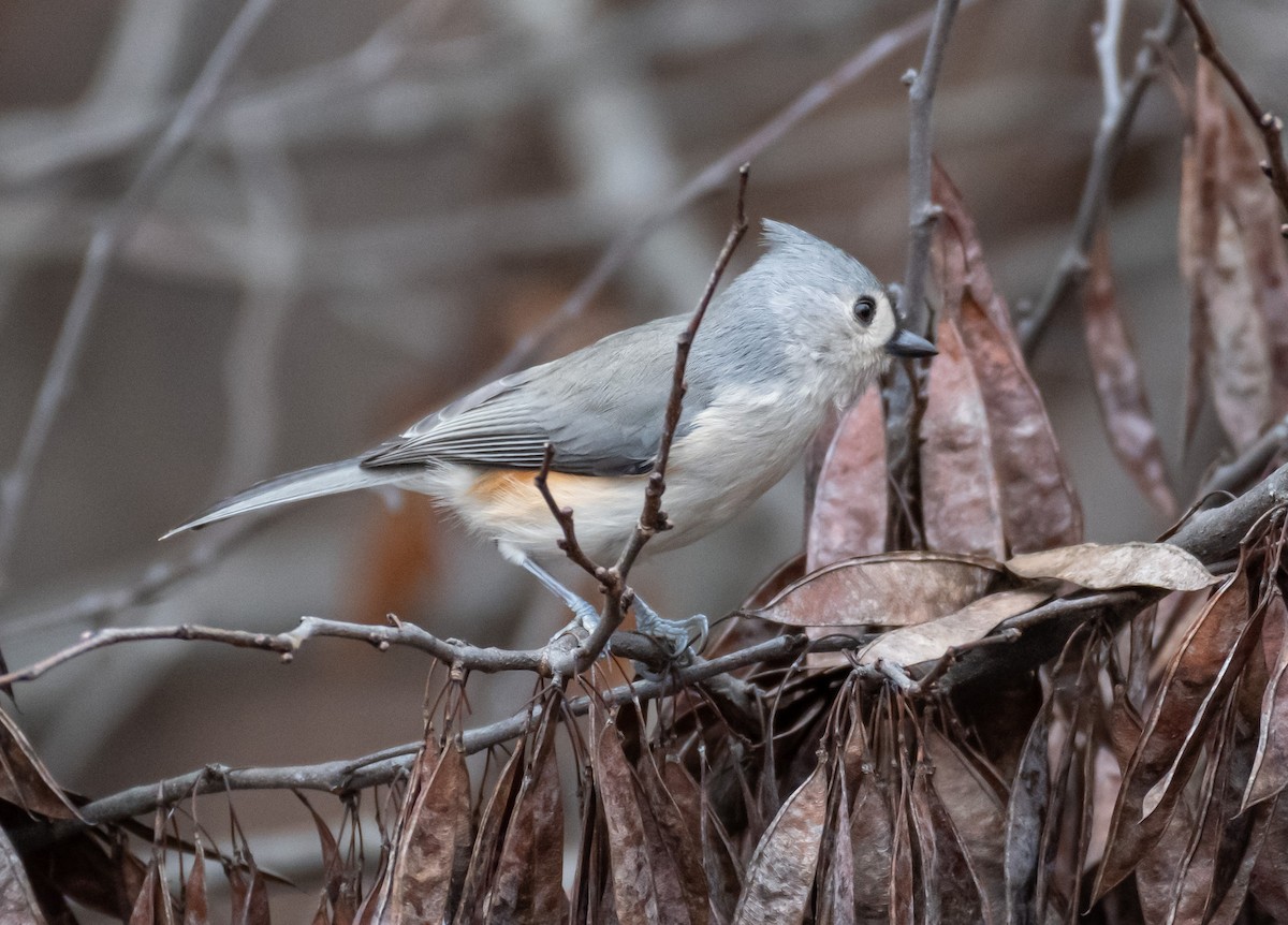 gråduskmeis - ML646194800