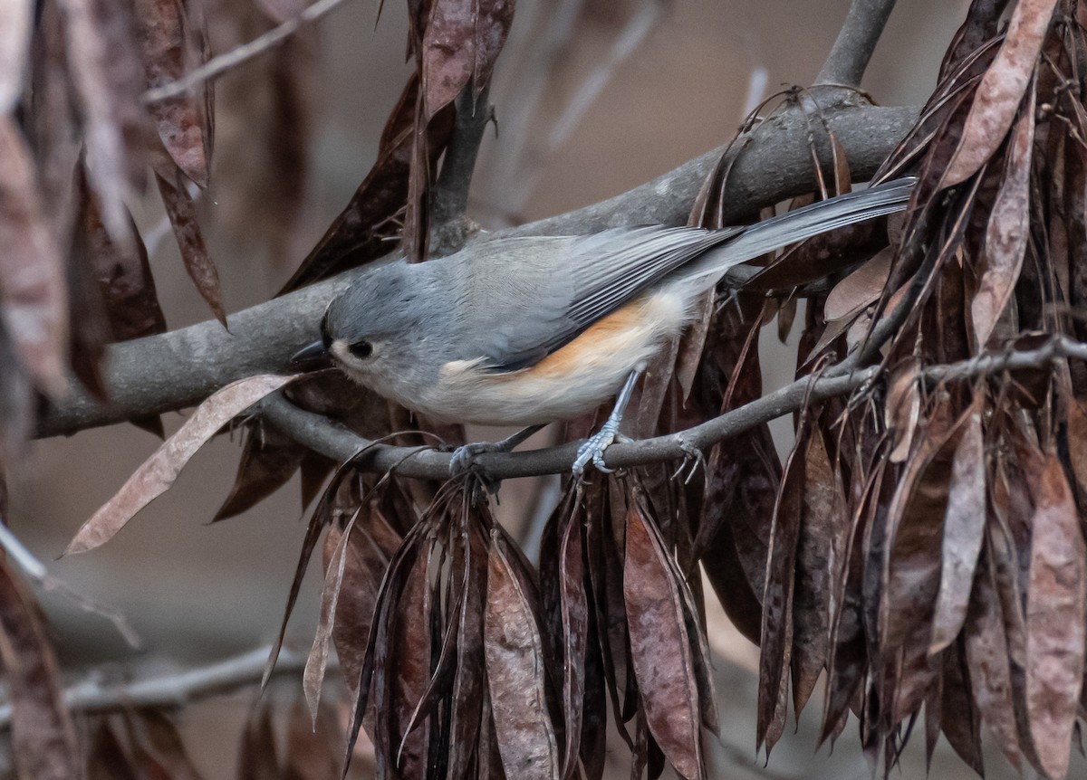 gråduskmeis - ML646194801